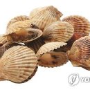 가리비야 이미지
