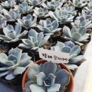 다육마을 이미지