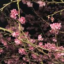 flowers for my favorite flower 🌸💗 이미지