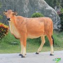 황소목장 이미지