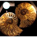 우석헌자연사박물관 이미지