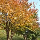 공덕역 6번 출구 뒤 | 서울 가을축제 용마루숲길 축제 경의선숲길 데이트