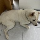 담양군 반려유기동물 공공진료소 이미지