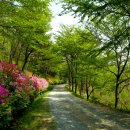 힐링포레스트 이미지