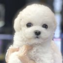 야옹아 멍멍해봐 이미지