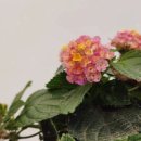 야외 데크 (옥외1) 이미지