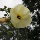 애니오토 이미지