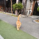 전원향기펜션 이미지