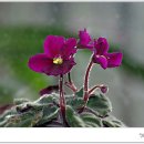 바이올렛 이미지