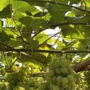 금강3농장 이미지