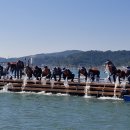 전남도 수산종자 1천730만마리 방류로 어민소득 증대[e미래뉴스] 이미지