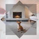 독립켄넬(소규모) | 일산 시바견분양 최고의 선택을 위한 전문가 가이드