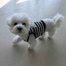 신난댕 애견유치원 이미지