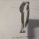 디디스포츠 이미지