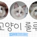 1. 고양이 안 키워본 초보 집사 둘이서 고양이 데려올 준비하기 (아기고양이 첫 입양 준비물 목록)