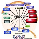 암세포 자멸사(apoptosis)를 강력히 유도하는 허발짐 항암요법 이미지