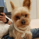 해피치 애견카페 이미지