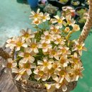 버밀리언 이미지