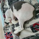 캣살롱코코 이미지