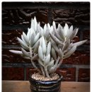 은월농장 이미지