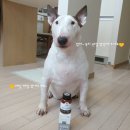 제일바이오펫 이미지