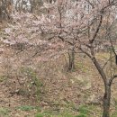 세븐일레븐 평택은혜로점 | 평택 실시간 벚꽃 개화 상황(송탄 은혜로 벚꽃길, 1번국도 장안산업단지 벚꽃길 그리고 세교도서관 뒤...