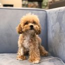 용인서현 동물병원 이미지