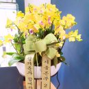 인셀덤 승리