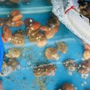 청학횟집 이미지