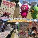 강릉해람중학교 | [강릉 빵축제] 2026 강릉 빵페스타 첫날 후기｜주차·체험·먹거리 총정리