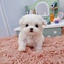 멍토피아 이미지