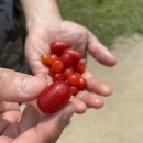 앵두목장 이미지