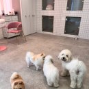 소중하개 | 해운대 애견미용 소중하개 강아지 건강 위한 현명한 선택법