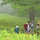 ‘만항재, 구름 위의 정원을 걷다’ , 정선함백산야생화축제 개막 이미지