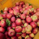 까망농장 이미지