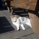 청룡카센타 이미지