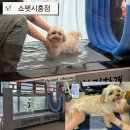 쇼펫 네이버블로그