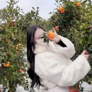 라클래시오성공인중개사사무소 | 롯데스카이힐제주CC" 골프라운딩 후 "귤농장"체험♡ : 직접따먹는 귤,집으로직배송하기(후기•리뷰)