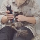 제주냐옹실 고양이미용 이미지