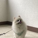 그레이디어 이미지