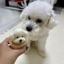 댕콤달콤 이미지