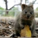 파스텔LC동물병원 이미지