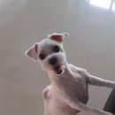 까끼애견미용 이미지