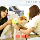 펫아울렛 이미지