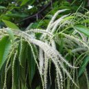 밤나무곡 이미지