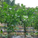 호산농원 이미지