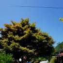 배꼽장승 이미지