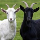 늘푸른건강명가 이미지