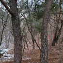 겨울 소나무 이미지