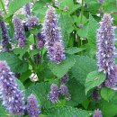 사오리농장 이미지